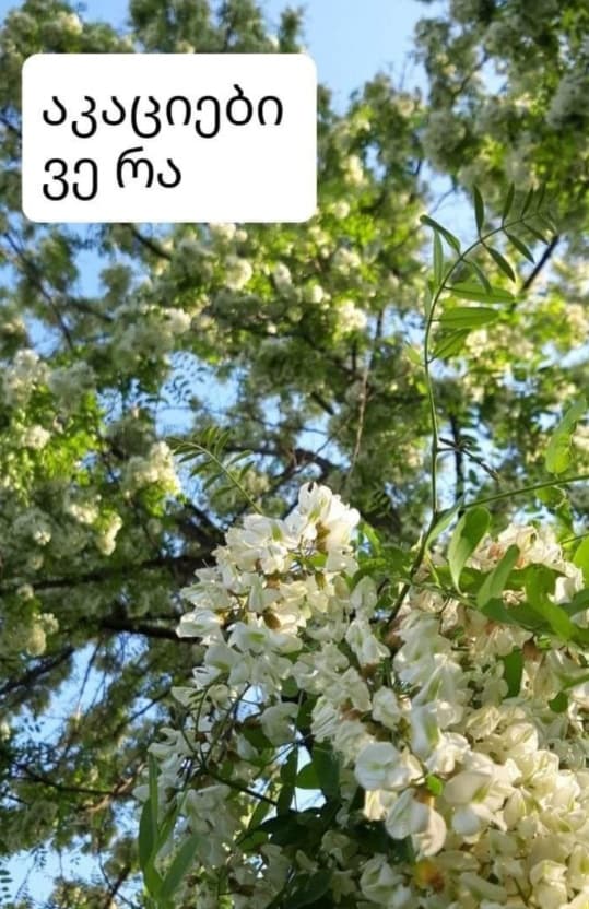 აკაციები (სრულად)