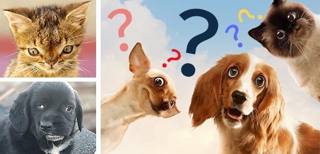 დაუნის სინდრომის მქონე ცხოველები: მითი თუ რეალობა?